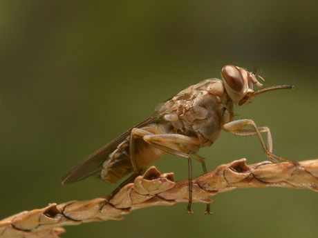 Trong top 15 dong vat nguy hiem nhat Trai Dat, ca map chi dung bet bang - Anh 9