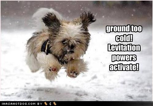 Image result for funny animals who are cold