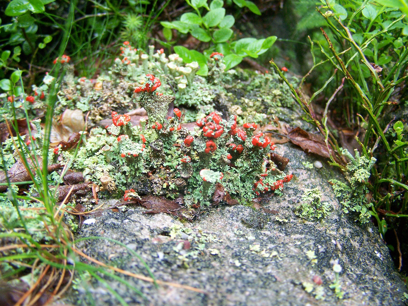 Les lichens