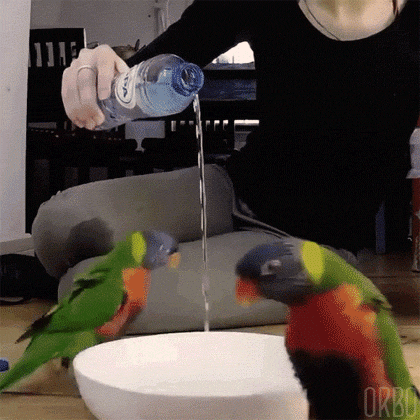 orbo-gifs:“Trying to open a portal to the birb dimension”