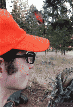4gifs:““Where’s the nectar?” - Confused hummingbird. [video]”