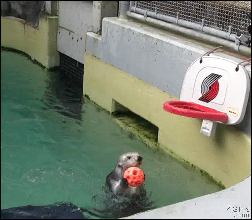 4gifs:“19-year-old sea otter plays basketball to stay healthy. [Full video]”
