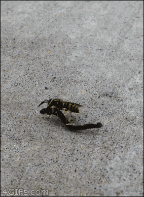4gifs:“Wasp on a hoverbike. [video]”