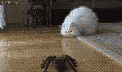 4gifs:“Snowflake vs the robotic spider. [video]”