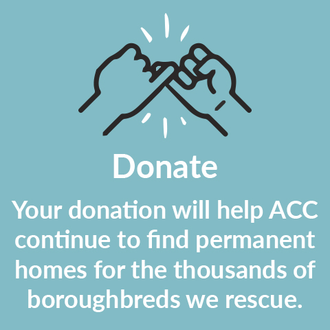 Donation boroughbred template