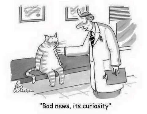 Image result for BAD NEWS ITS CURIOSITY