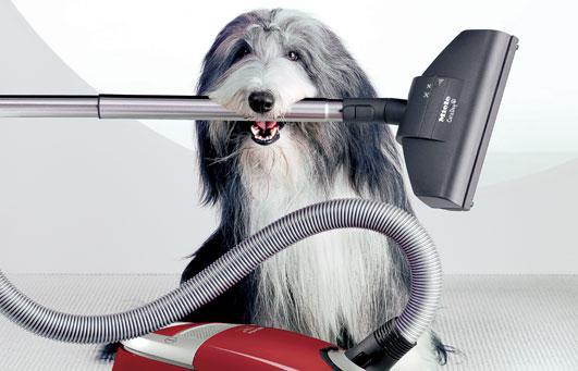 Image result for dyson dog and  vacuum