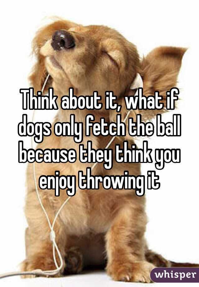 Image result for - What if my dog only brings back my ball because he thinks I like throwing it?