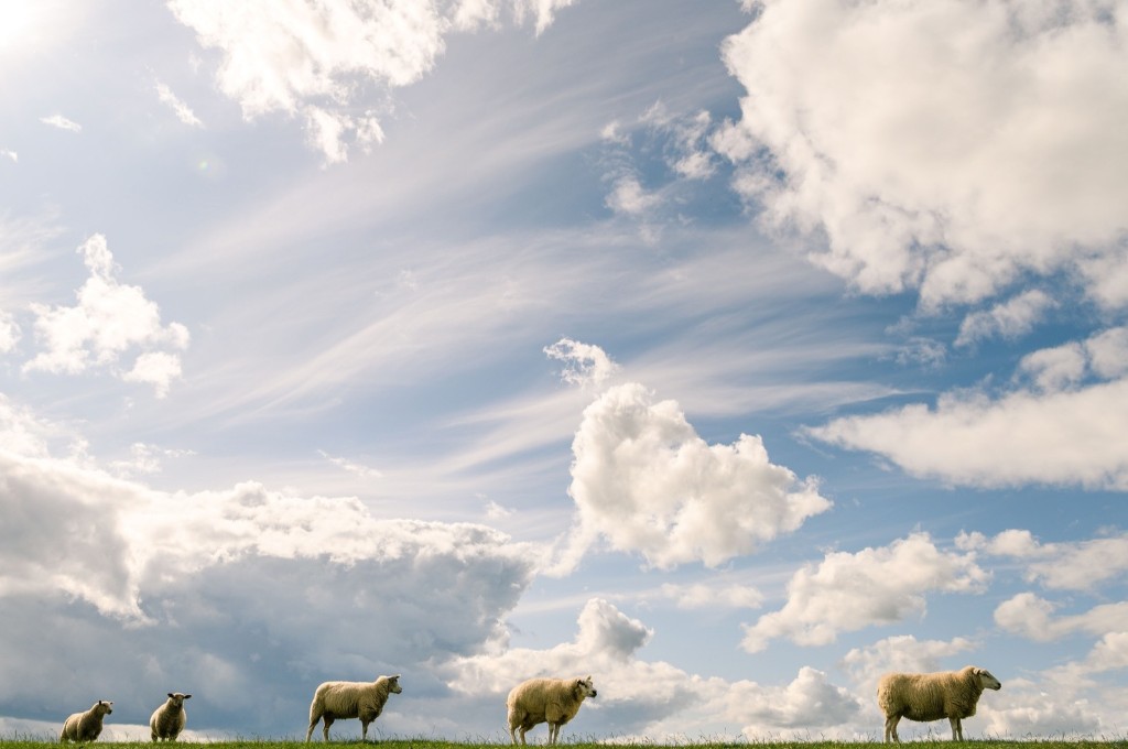 Sheep stand on a dyke as clouds cover the sky over Tossens, northern Germany. MOHSSEN ASSANIMOGHADDAM/AFP/Getty Images
