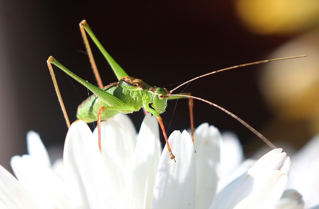 A grasshopper rests on a blossom in Berlin. WOLFGANG KUMM/AFP/Getty Images