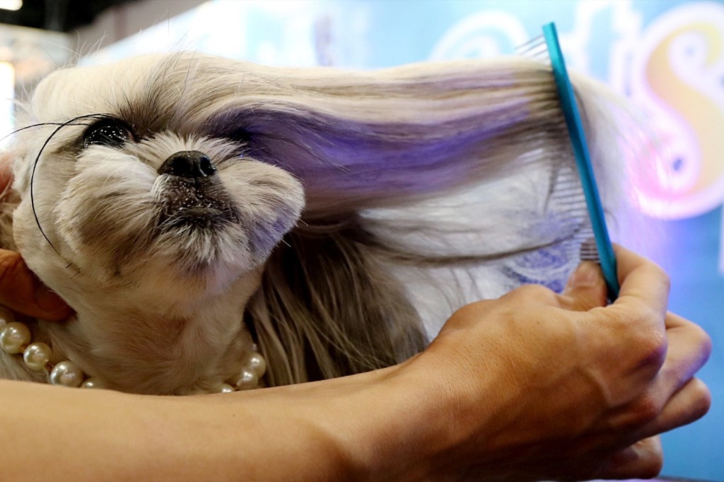 A groomer combs a dog during Pet Experience in Sao Paulo, Brazil. REUTERS/Rahel Patrasso