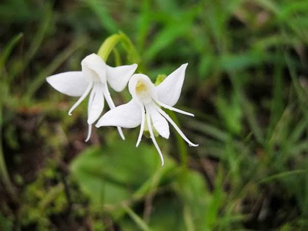 flowers that look like something else