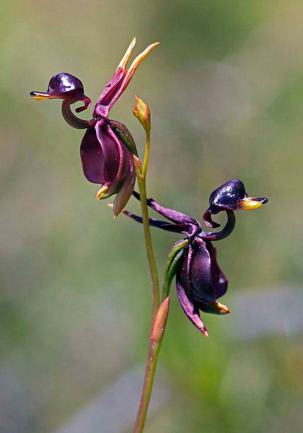 flowers that look                    like something else