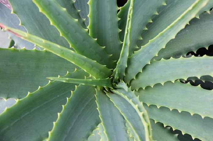 aloe vera