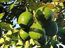 Avocado Tree