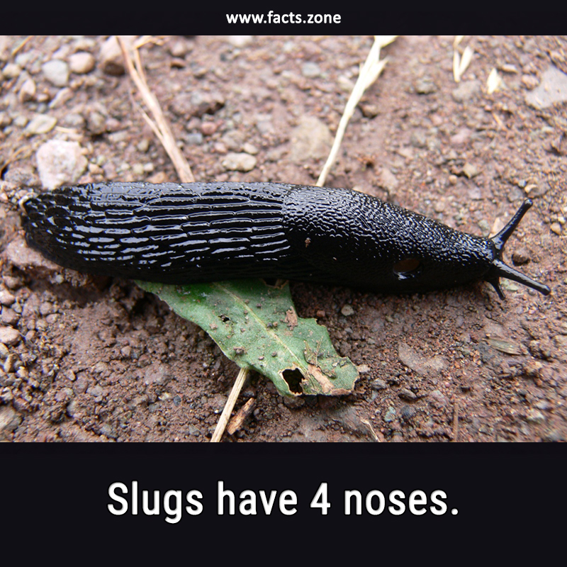 Image result for slugs have four noses