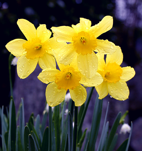 Narcissus (Hoa Thủy Tiên) | Cesia's Blog