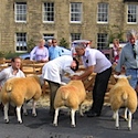 Masham Sheep Fair