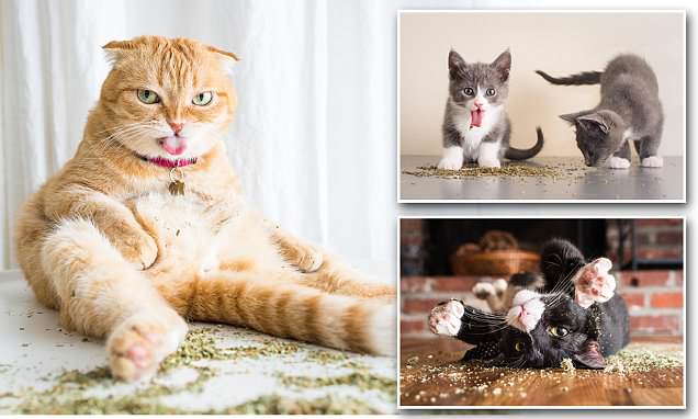 Photographer takes hilarious pictures of felines high on catnip