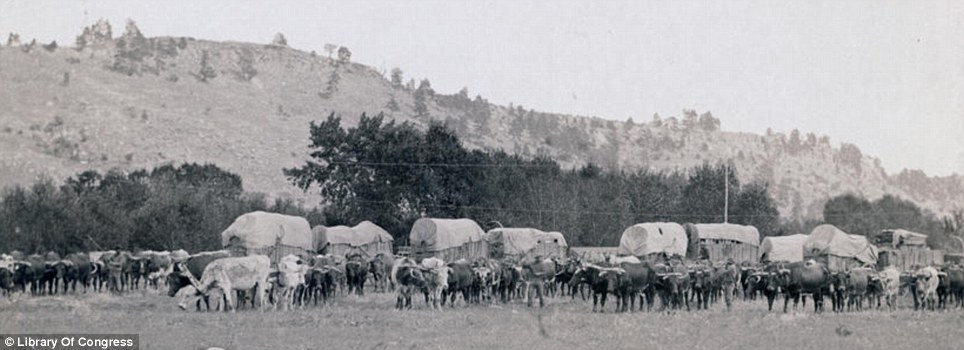 Wagon train: Oxen lead out the wagons in a photograph titled 'Freighting in the Black Hills' taken between Sturgis and Deadwood