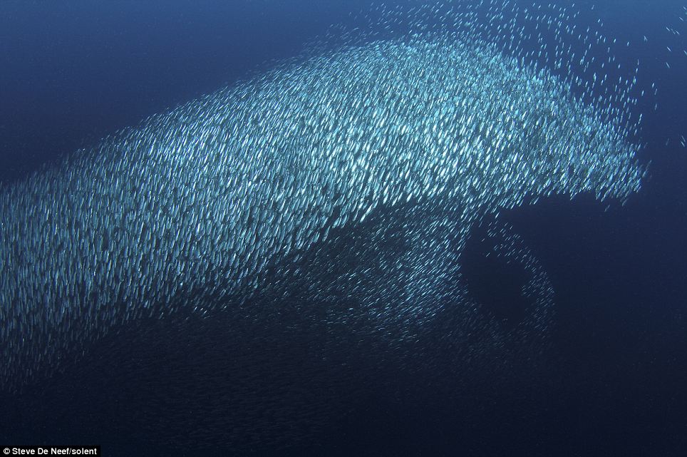 Shoal of sardines adopt a cunning disguise as they swim in the
formation of a dolphin