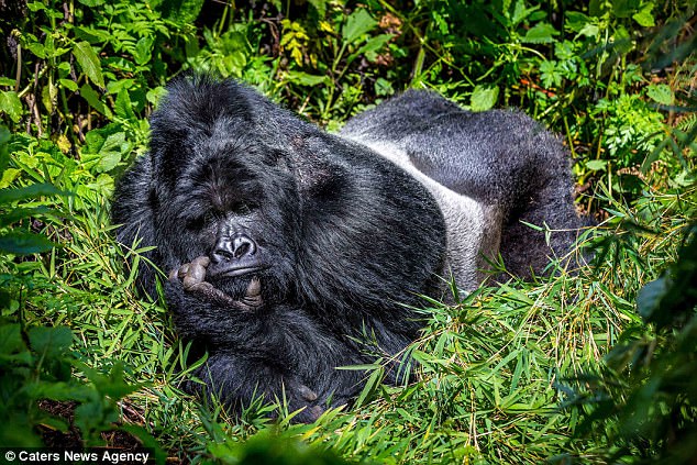 Marcus Westburg, 34, photographed the creature's gloomy expression while visiting the Mgahinga Gorilla National Park in southwestern Uganda. The grumpy gorilla (pictured) cradled his head in a sorrowful human-like pose