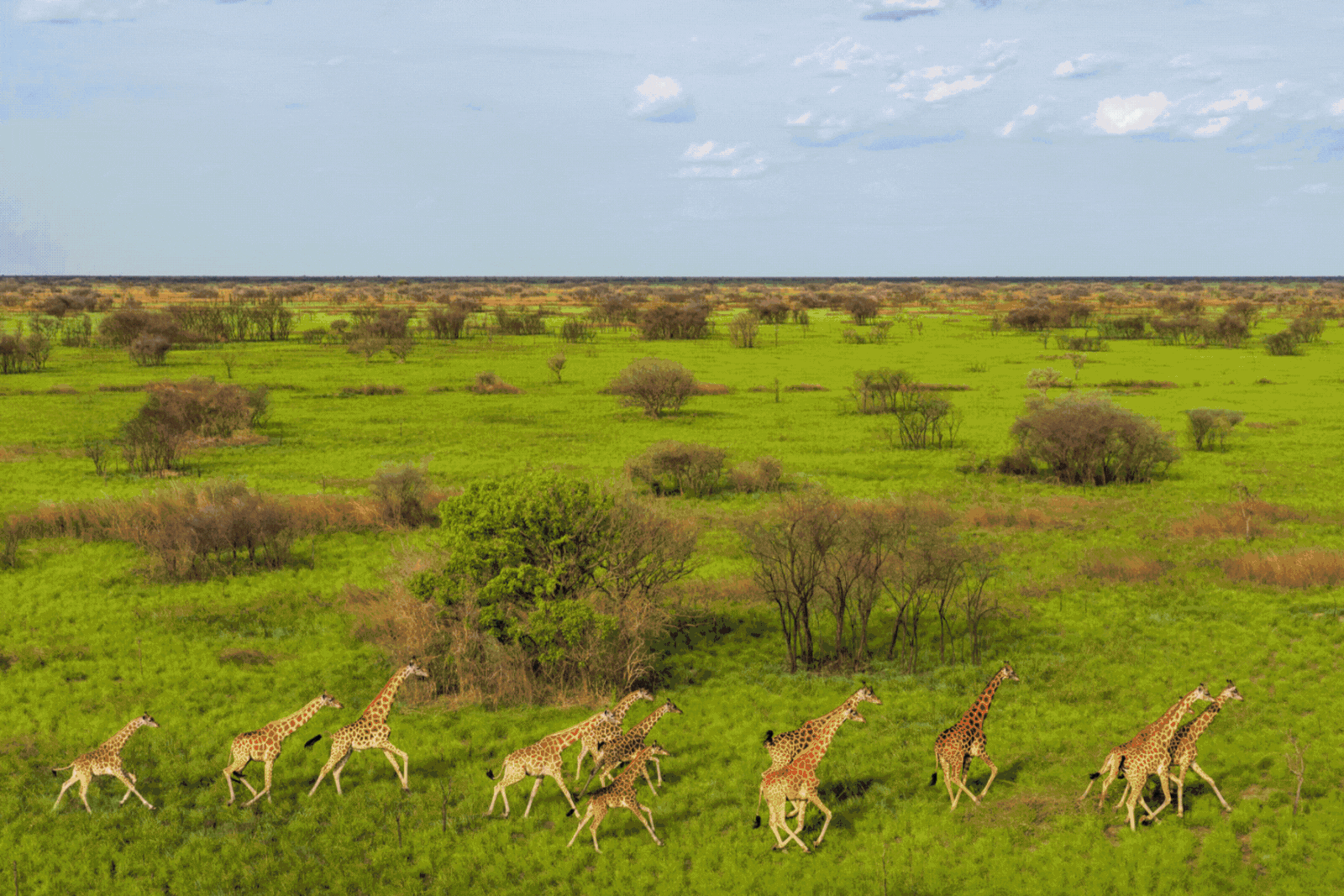 Tracking Specie Across Africa