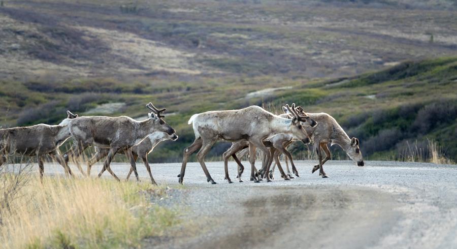 A herd of woodland caribou crosses a dirt road in Yukon. New research by U of A biologists paints a clearer picture of how changing relationships between habitats, prey and predators in Canada's boreal forests could affect threatened caribou populations. (Photo: Getty Images)