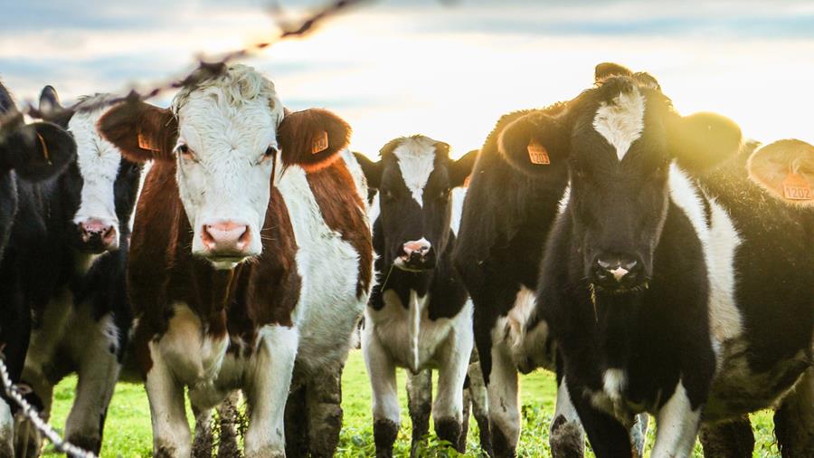 Grazing cattle on a rotating schedule could help to capture and store atmospheric greenhouse gases, according to new U of A research. (Photo: Theo Leconte/Unsplash)