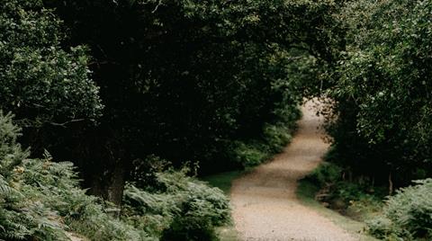 Image of a wide dirt trail in the forest.