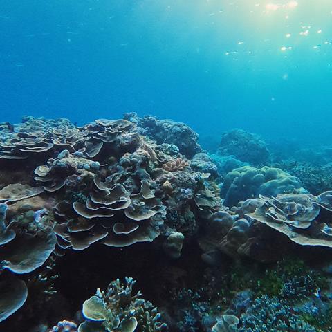 Huge healthy coral reef discovered off the coast of Tahiti