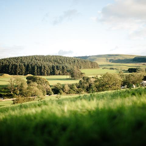 UK farmers to be paid to rewild land under new scheme
