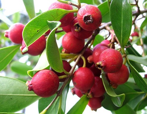 Chuối đỏ au, bưởi hồng rực: Hàng hiếm cúng Tết cầu may mắn - 13 Ổi đỏ có vẻ ngoài bắt mắt và hương vị thơm ngọt