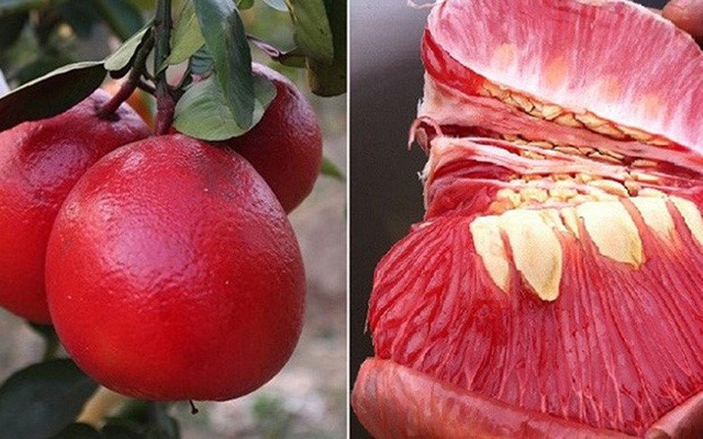 Chuối đỏ au, bưởi hồng rực: Hàng hiếm cúng Tết cầu may mắn - 2 Dòng bưởi đỏ tiến vua Luận Văn nức tiếng trong lịch sử.