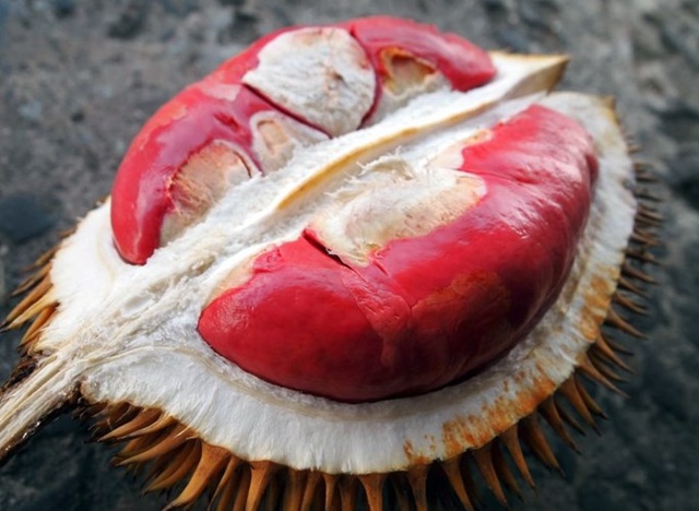 Chuối đỏ au, bưởi hồng rực: Hàng hiếm cúng Tết cầu may mắn - 8 Sầu riêng ruột đỏ có vị ngọt ngọt, chua chua, và có mùi hương gần giống mùi của loại sầu riêng quen thuộc.