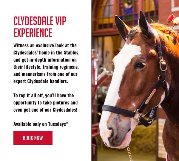 Clydesdale Experience