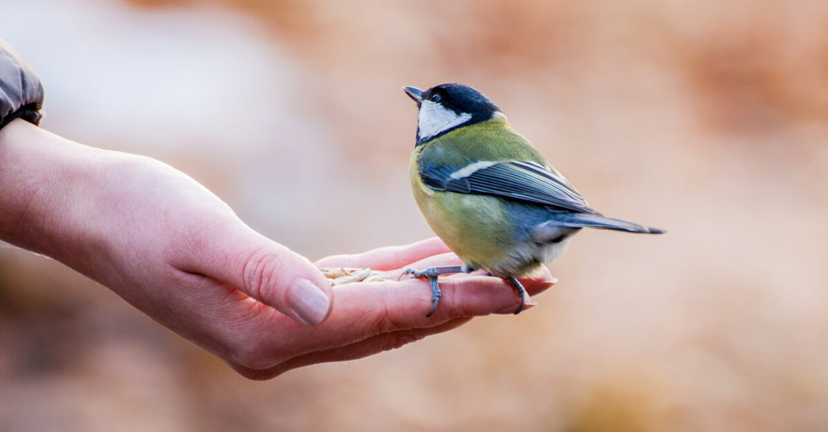 7 actions pour sauver les oiseaux