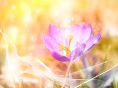 SpringLight-sm4web SpringLight-sm4web