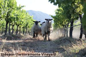 Sheep in Veramonte Vineyard Sheep in Veramonte Vineyard