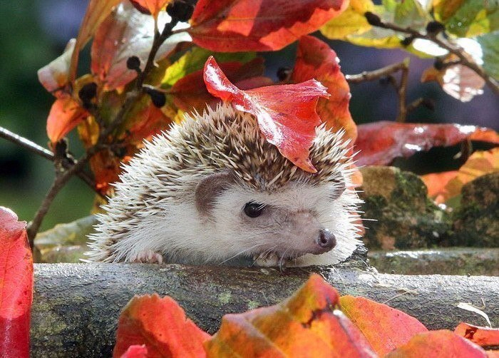 hITwYwDSYLI (700x502, 401Kb)