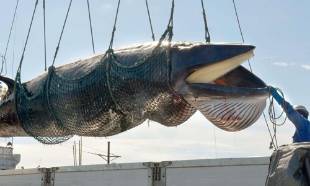 Alerte : le Japon reprend la chasse à la baleine !