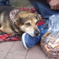 Pour la création de centres d'hébergement des personnes sans abris et de leur chienObjectif : 80.000 signatures