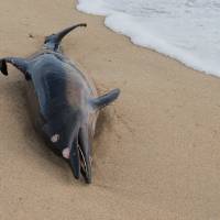 Stop à l’hécatombe des dauphins de la baie d’Audierne