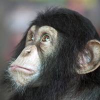 Libération des chimpanzés