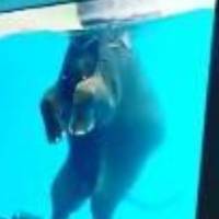Sauvez Willy l'éléphant plongé dans un aquarium pour le plaisir des visiteurs du zoo.Objectif 100.000 signatures