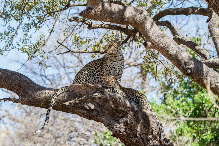 Из жизни леопардов Из жизни леопардов
