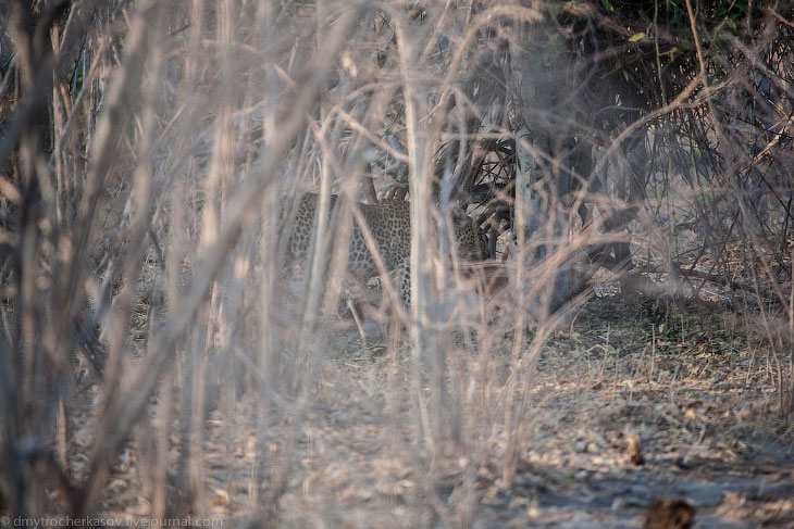 Из жизни леопардов Из жизни леопардов