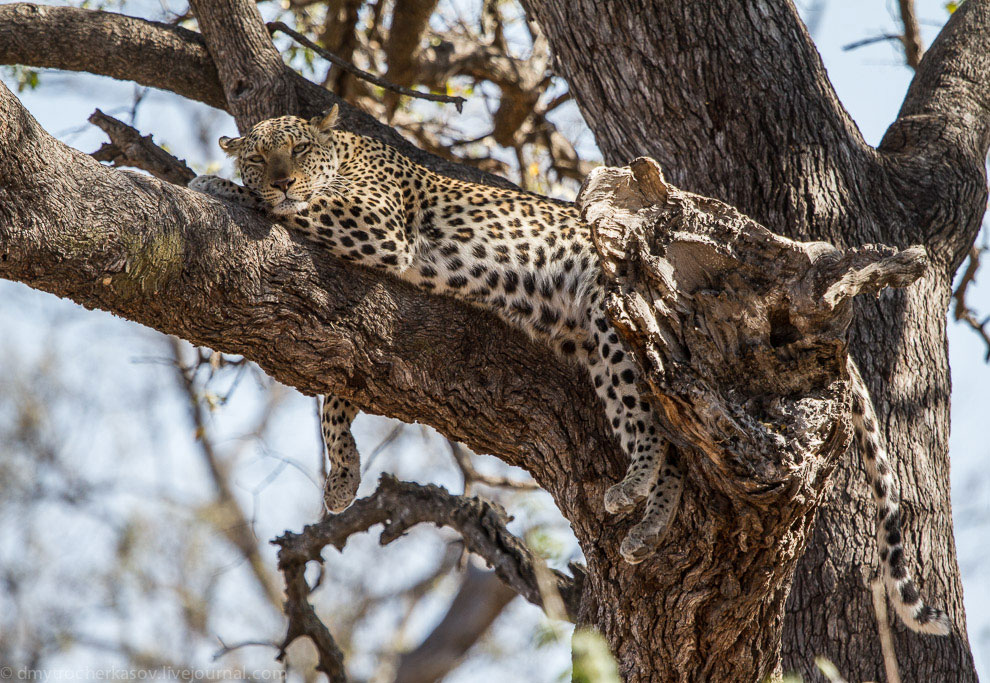 Из жизни леопардов Из жизни леопардов