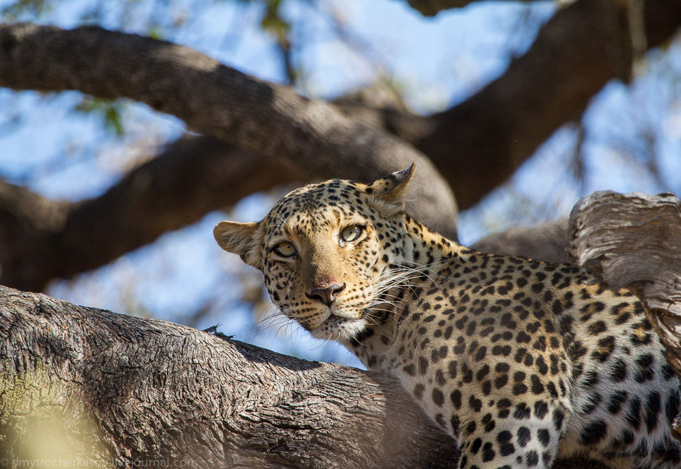 Из жизни леопардов Из жизни леопардов