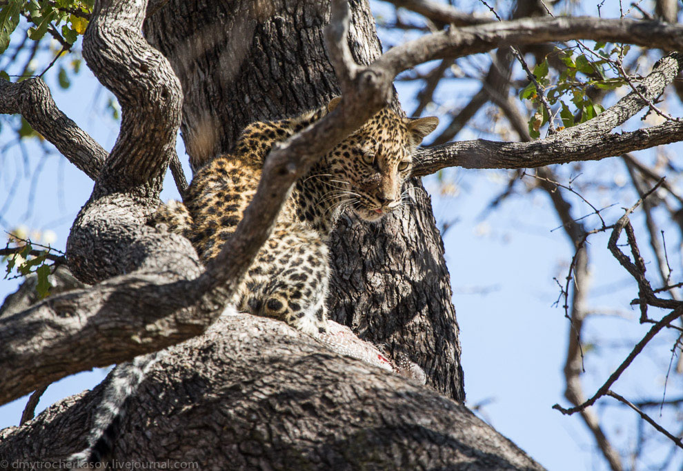 Из жизни леопардов Из жизни леопардов